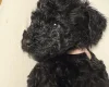 Cockapoo