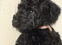 Puppy 5