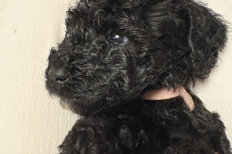 Cockapoo