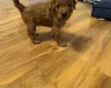 Cockapoo