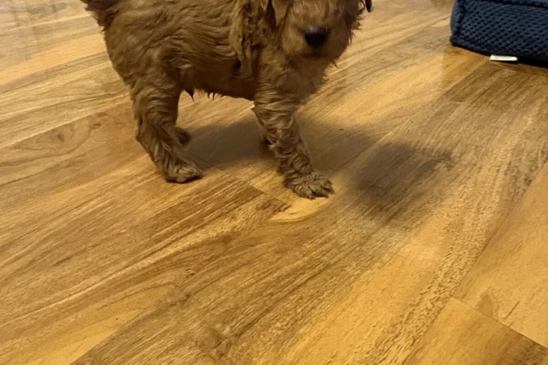 Cockapoo