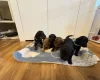 Cockapoo