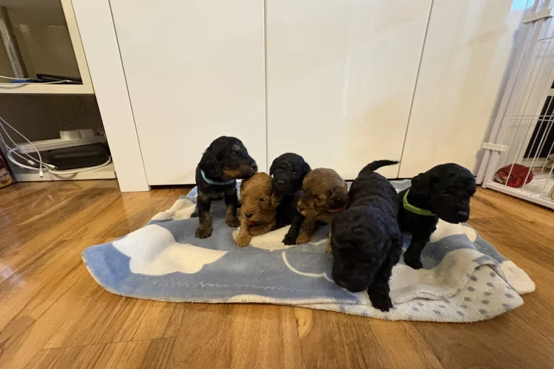 Cockapoo