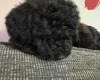 Cockapoo
