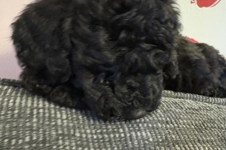 Cockapoo