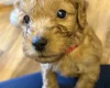 Cockapoo