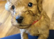 Puppy 1