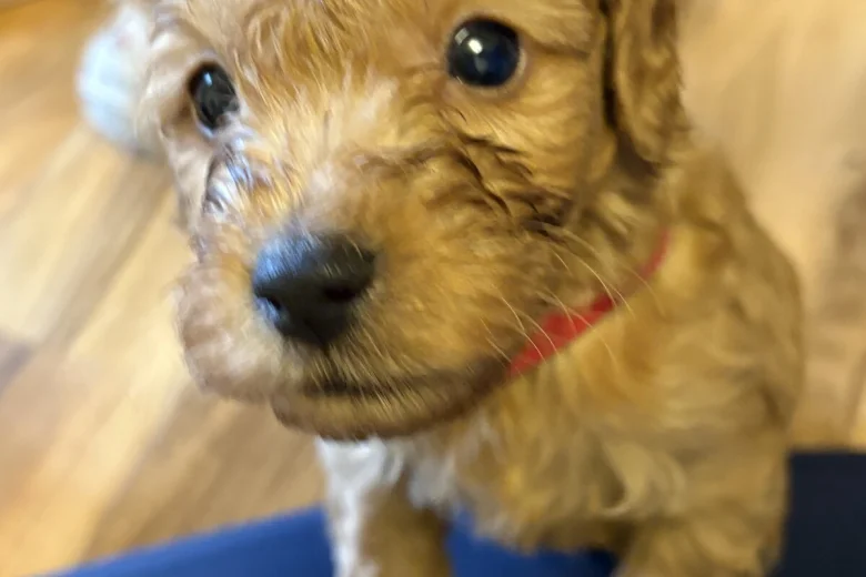 Cockapoo