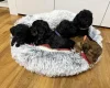 Cockapoo