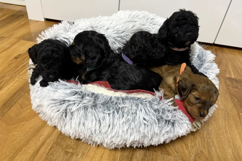Cockapoo