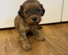 Cockapoo