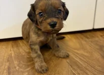 Puppy 2