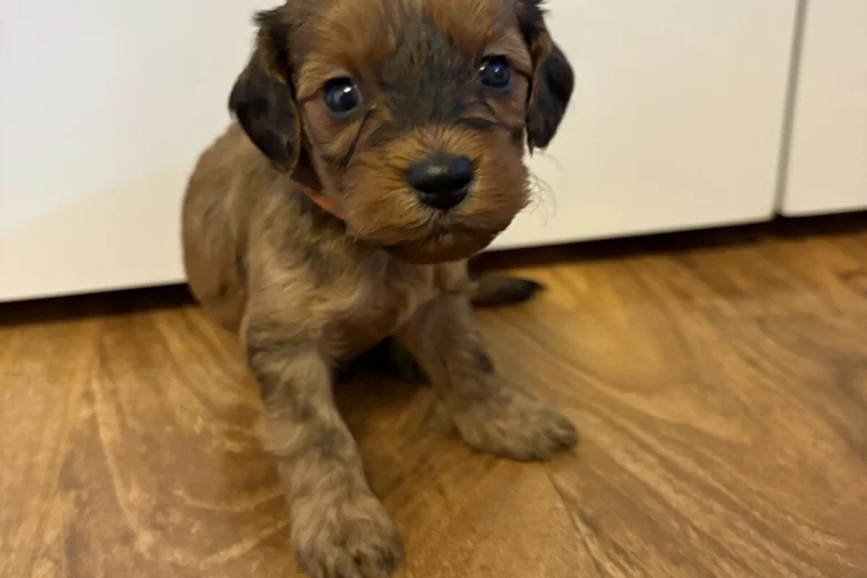 Cockapoo