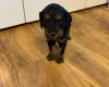 Cockapoo