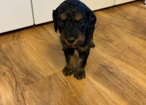 Puppy 3