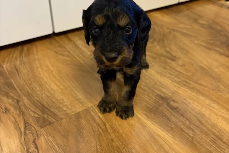 Cockapoo