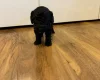Cockapoo