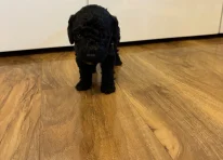 Puppy 6