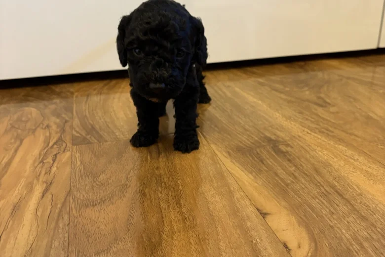 Cockapoo