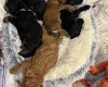 Cockapoo