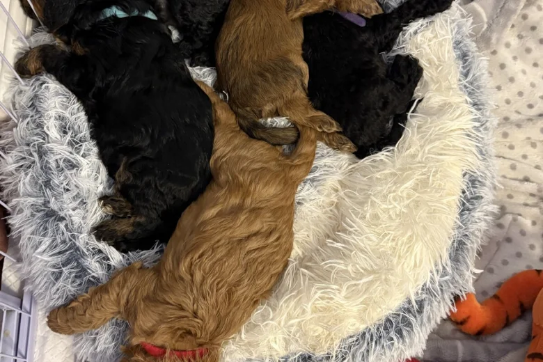Cockapoo