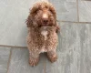Cockapoo