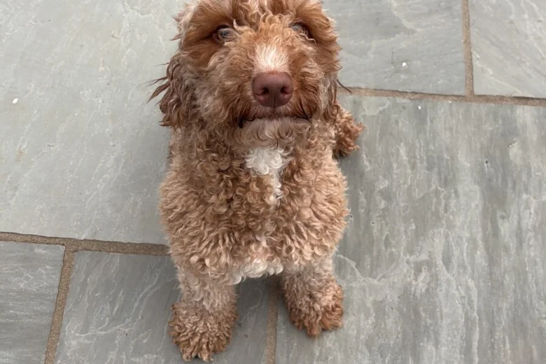 Cockapoo