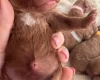 Cockapoo
