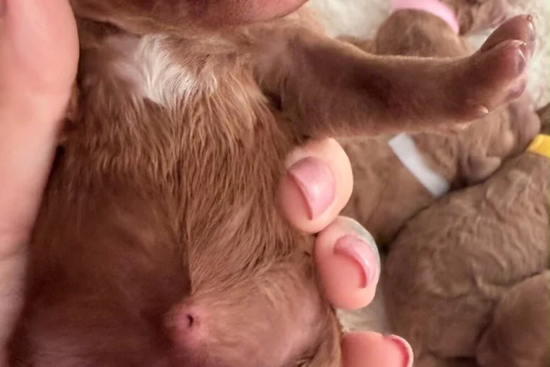 Cockapoo
