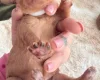 Cockapoo