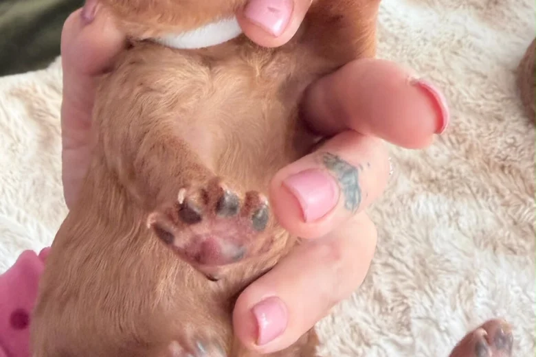 Cockapoo