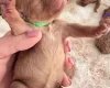 Cockapoo