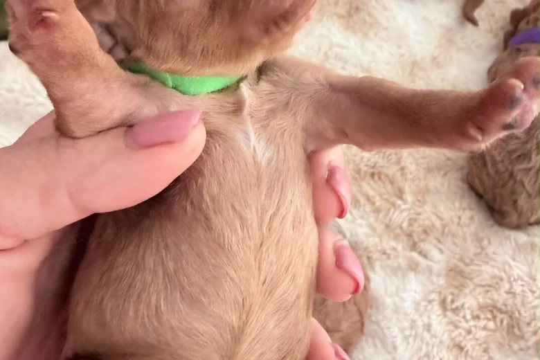 Cockapoo