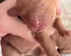 Cockapoo