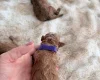 Cockapoo
