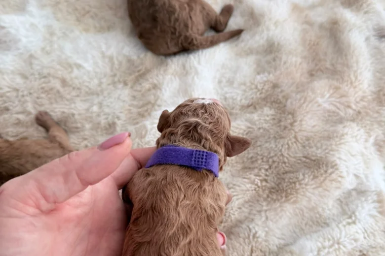 Cockapoo
