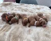 Cockapoo
