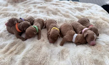 Cockapoo