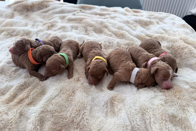 Cockapoo