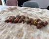 Cockapoo