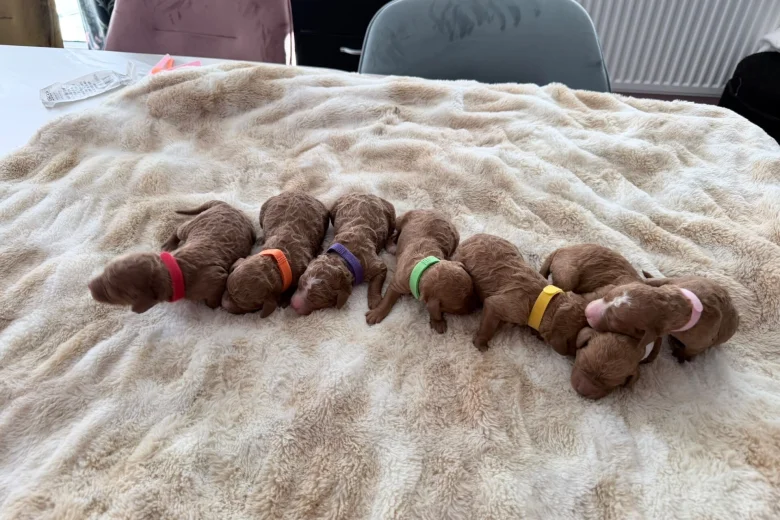 Cockapoo