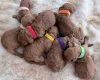 Cockapoo