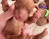 Cockapoo