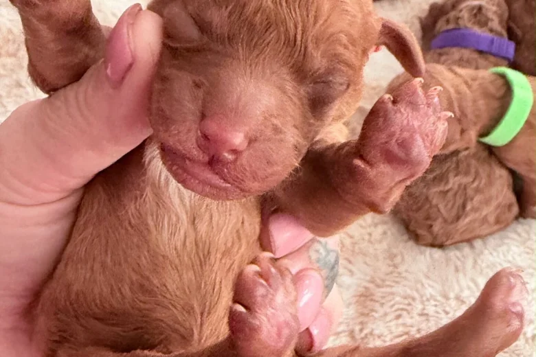 Cockapoo