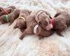 Cockapoo