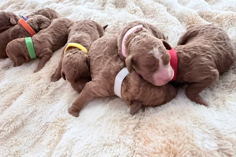 Cockapoo