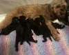 Cockapoo