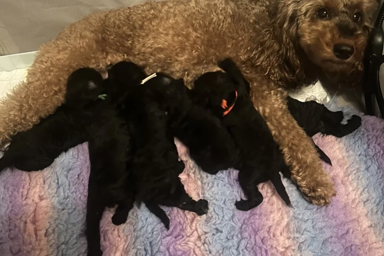 Cockapoo