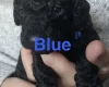 Cockapoo