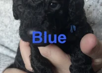 Puppy 1